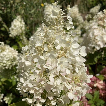 Hydrangea paniculata ‘Magical Matterhorn’ - Pluimhortensia