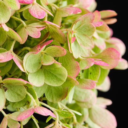 Hydrangea paniculata ‘Magical Matterhorn’ - Pluimhortensia