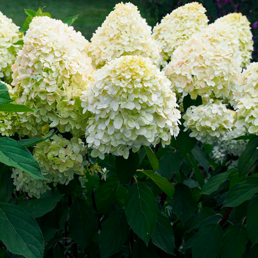 Hydrangea paniculata ‘Magical Matterhorn’ - Pluimhortensia