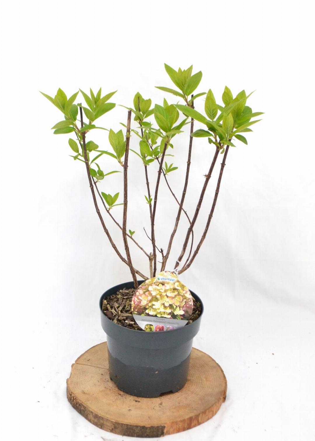 Hydrangea paniculata 'Pastelgreen' - Wit-groene Pluimhortensia