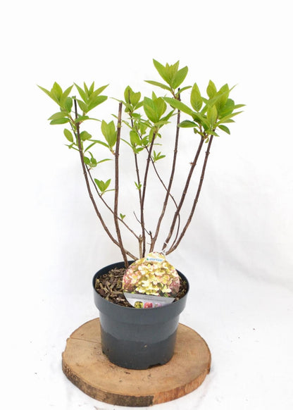 Hydrangea paniculata 'Pastelgreen' - Wit-groene Pluimhortensia
