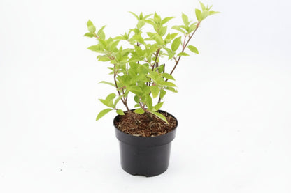 Hydrangea paniculata 'Phantom' -  Pluimhortensia