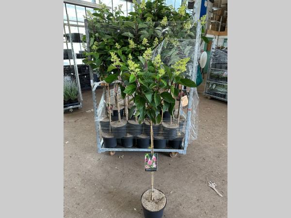 Hydrangea paniculata 'Pinky Winky' - Roze Pluimhortensia op stam