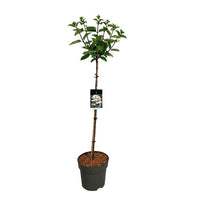 Hydrangea paniculata 'Early Sensation' - Witte Pluimhortensia op stam
