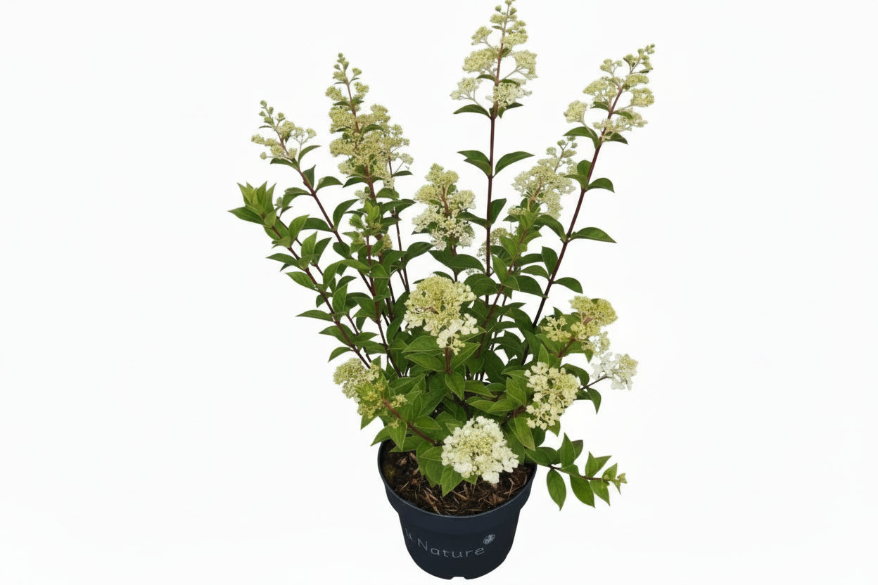 Hydrangea paniculata 'Sundae Fraise' - Pluimhortensia