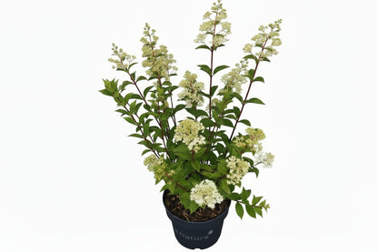 Hydrangea paniculata 'Sundae Fraise' - Pluimhortensia