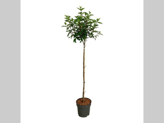 Groene klimplant met geel bloeiende takken in zwarte pot, opgesteld op een metalen karretje in een serre. Ideaal voor binnen- en buitenruimtes, geschikt voor decoratieve tuin- en interieuroppervlakken.