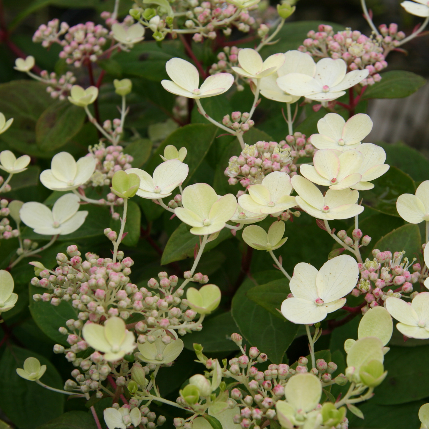 Hydrangea paniculata 'Early Sensation' - Witte Pluimhortensia op stam