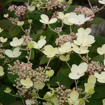 Hydrangea paniculata 'Early Sensation' - Witte Pluimhortensia op stam