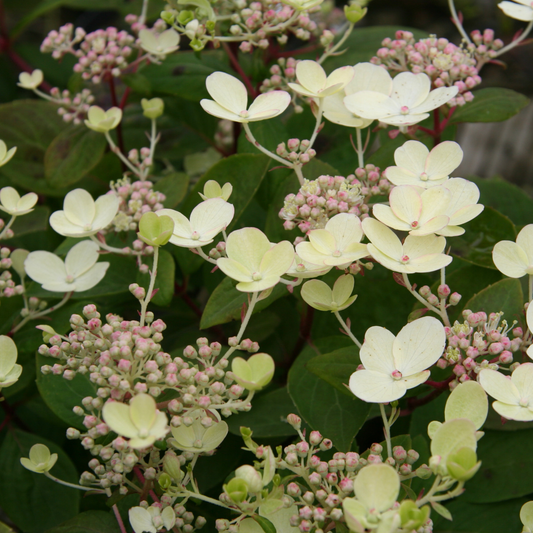 Hydrangea paniculata 'Early Sensation' - Witte Pluimhortensia op stam