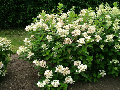 Hydrangea paniculata 'Early Sensation' - Witte Pluimhortensia op stam