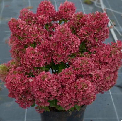 Hydrangea paniculata ‘Petite Cherry’ - Compacte Pluimhortensia