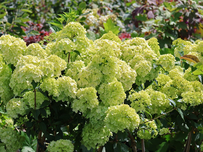 Hydrangea paniculata ‘Petite Cherry’ - Compacte Pluimhortensia