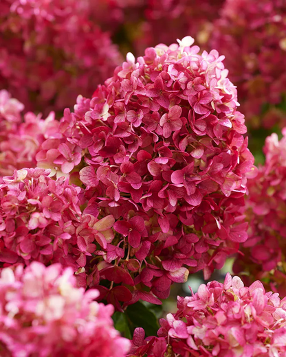 Hydrangea paniculata ‘Petite Cherry’ - Compacte Pluimhortensia