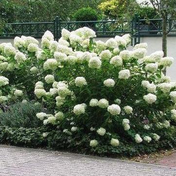 Hydrangea paniculata 'Grandiflora' - Witte Pluimhortensia