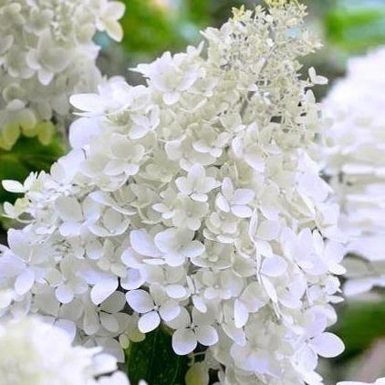 Hydrangea paniculata 'Grandiflora' - Witte Pluimhortensia