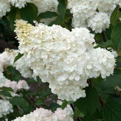 Hydrangea paniculata 'Vanille-Fraise' - Roze Pluimhortensia