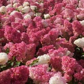 Hydrangea paniculata 'Vanille-Fraise' - Roze Pluimhortensia