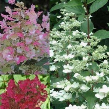 Hydrangea paniculata 'Wim's Red' - Rode Pluimhortensia op stam