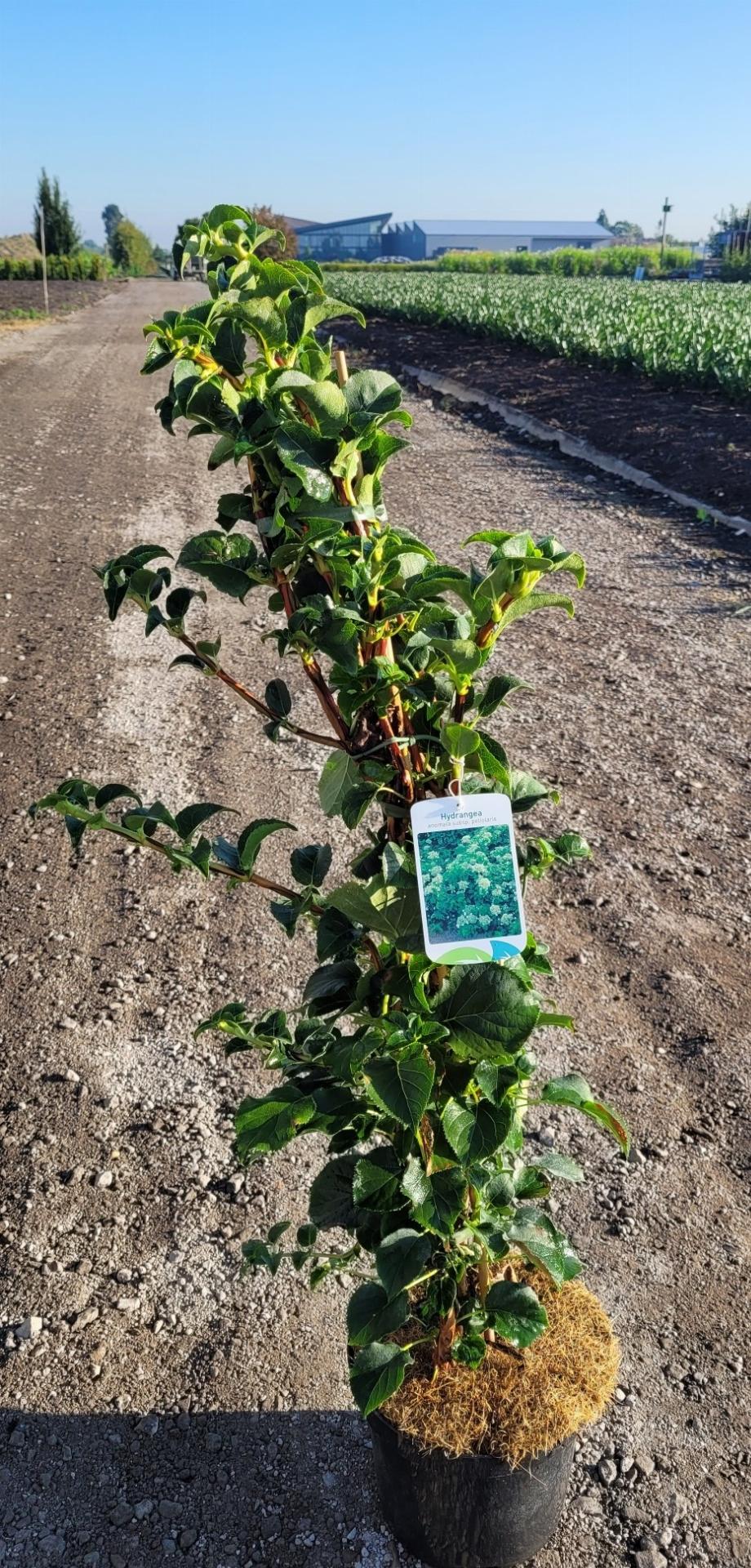 Hydrangea petiolaris - Klimhortensia
