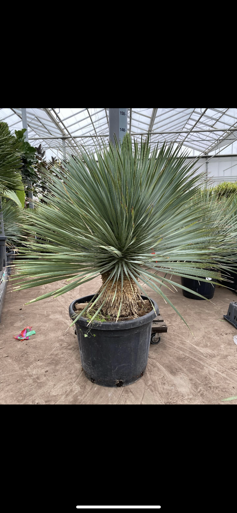 Yucca Rostrata op stam XL