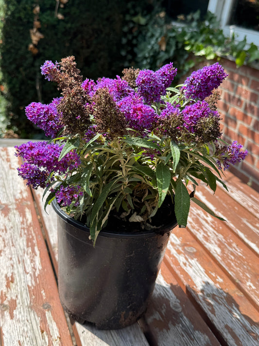 Buddleja Butterfly Candy 'Little Purple' - Paarse Dwergvlinder