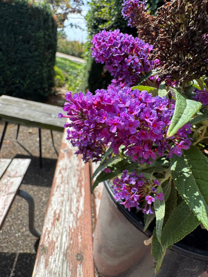 Buddleja Butterfly Candy 'Little Purple' - Paarse Dwergvlinder