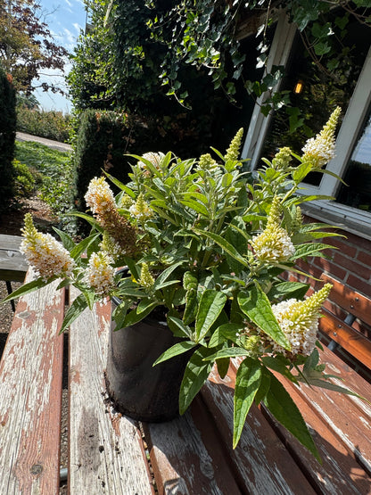 Lage Vlinderstruikhaag – Butterfly Candy Pakket - 6 stuks