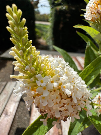 Buddleja Butterfly Candy 'Little White' - Witte Dwergvlinder