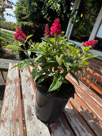 Lage Vlinderstruikhaag – Butterfly Candy Pakket - 6 stuks