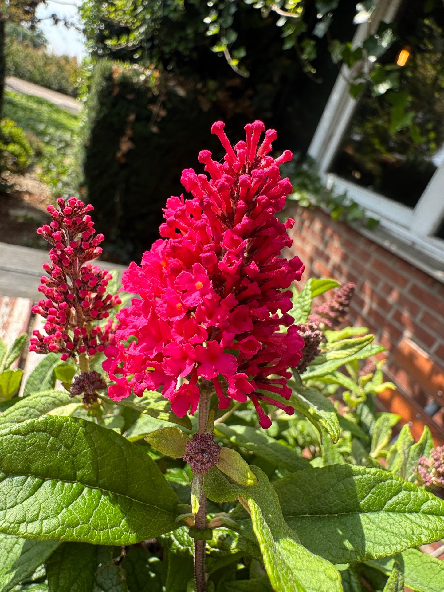 Buddleja Butterfly Candy 'Little Ruby' - Rode Dwergvlinder