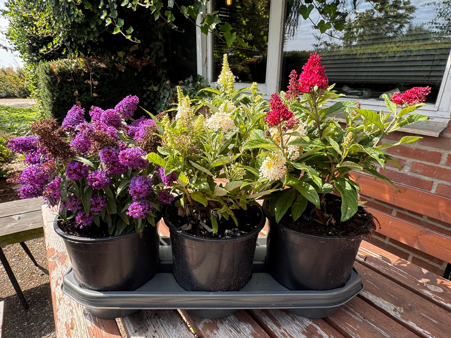 Lage Vlinderstruikhaag – Butterfly Candy Pakket - 6 stuks