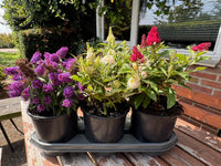 Lage Vlinderstruikhaag – Butterfly Candy Pakket - 6 stuks