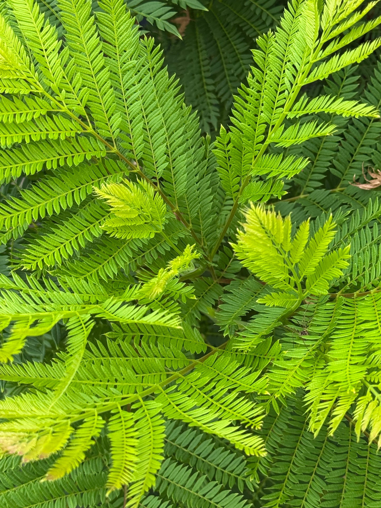 Jacaranda mimosifolia ‘Bonsai Blue’ - Dwerg-Jacaranda