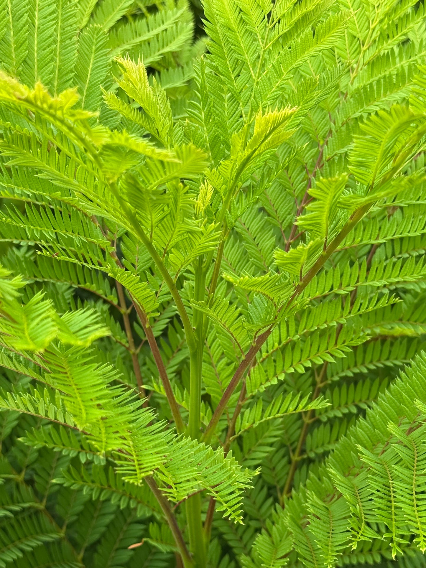 Jacaranda mimosifolia ‘Bonsai Blue’ - Dwerg-Jacaranda