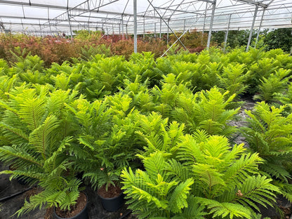 Jacaranda mimosifolia ‘Bonsai Blue’ - Dwerg-Jacaranda