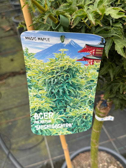 Acer palmatum 'Shishigashira' - Japanse esdoorn op stam