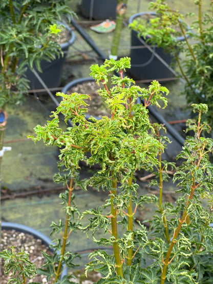 Acer palmatum 'Shishigashira' - Japanse esdoorn op stam