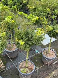 Acer palmatum 'Shishigashira' - Japanse esdoorn op stam