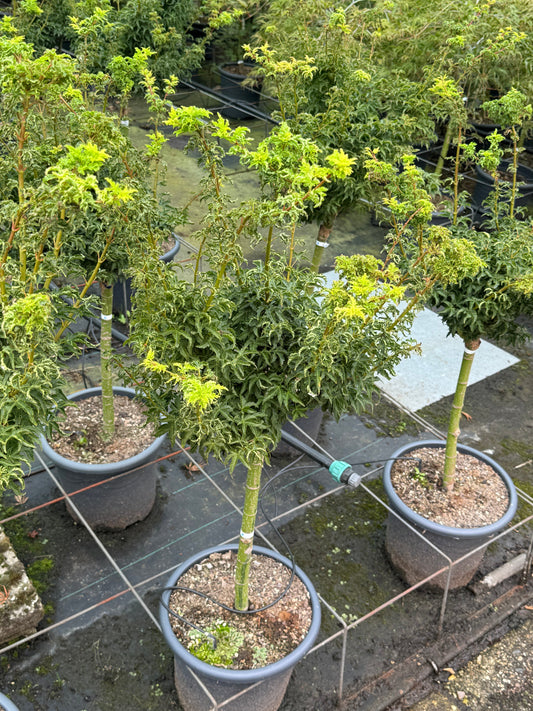 Acer palmatum 'Shishigashira' - Japanse esdoorn op stam