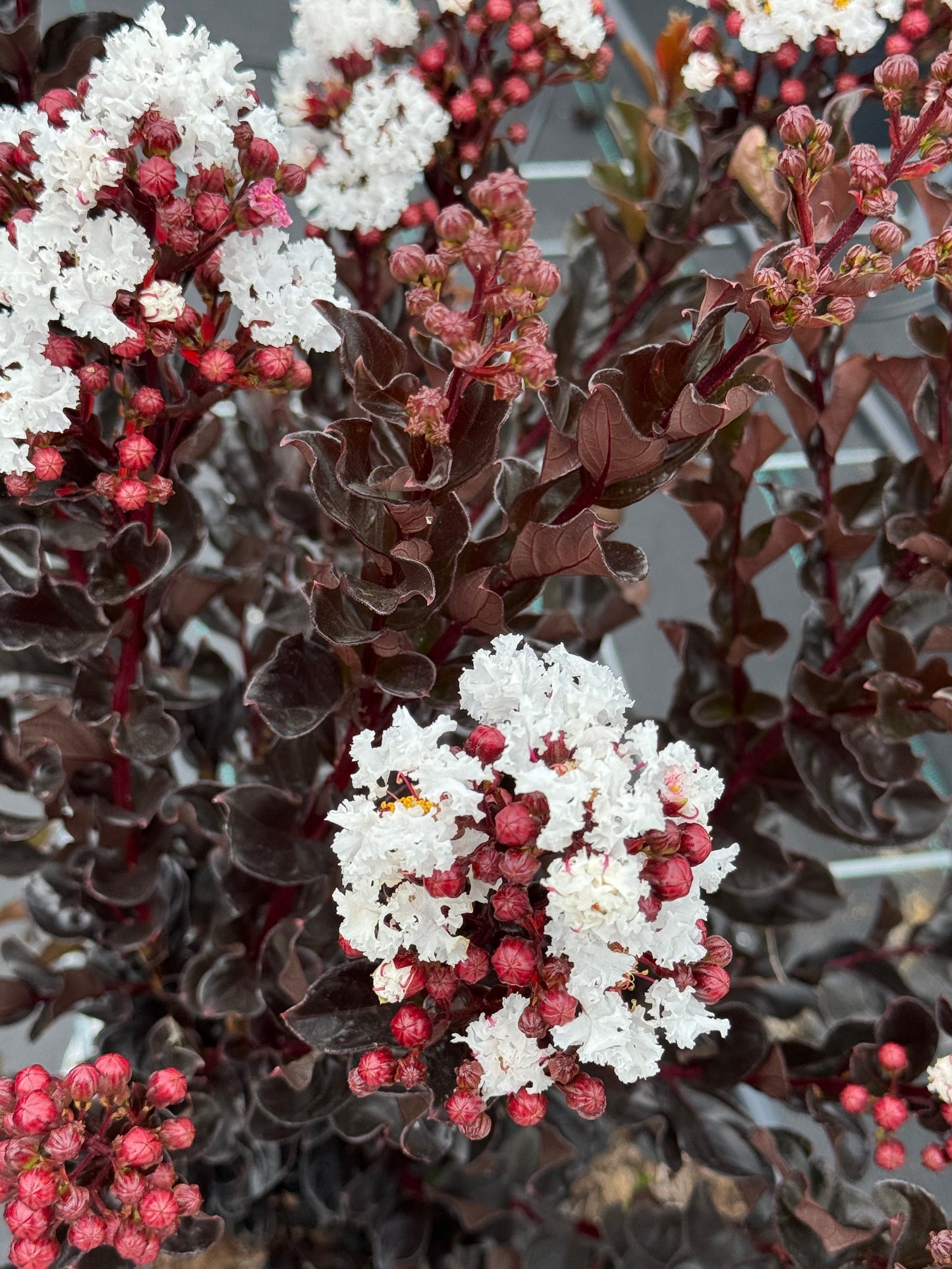 Lagerstroemia indica ‘Coconut Sorbet’ - Indische sering (Struik of op stam)