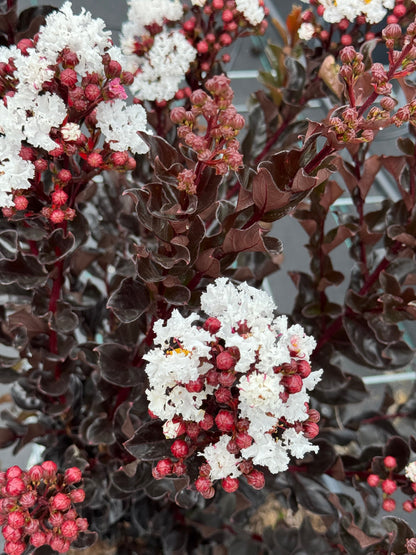 Lagerstroemia indica ‘Coconut Sorbet’ - Indische sering (Struik of op stam)