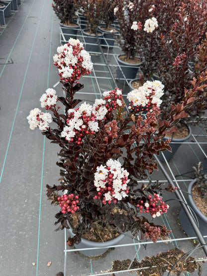 Lagerstroemia indica ‘Coconut Sorbet’ - Indische sering (Struik of op stam)