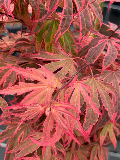 Acer palmatum ‘Shirazz’ – Japanse esdoorn (Struik of op stam)