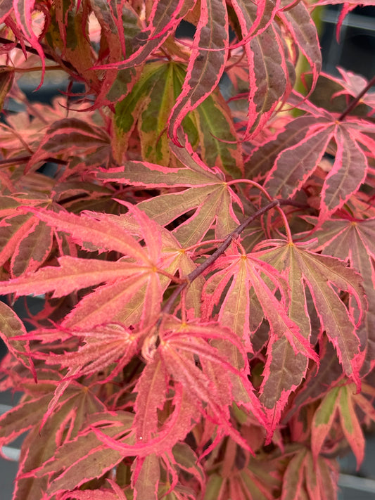 Acer palmatum ‘Shirazz’ – Japanse esdoorn (Struik of op stam)