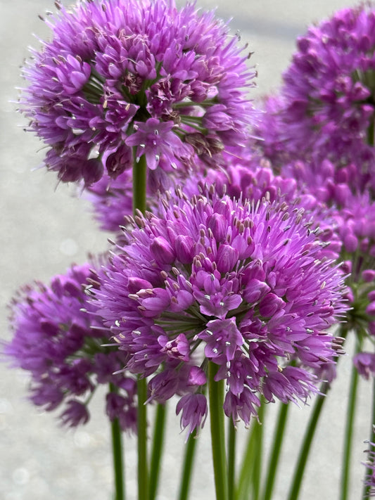 Violette alliumbloemen met fijne, kroonvormige bloemhoofden en groene stelen, perfect voor tuinversiering. Prachtige bloemen voor decoratieve tuinontwerp en bloemstukken.