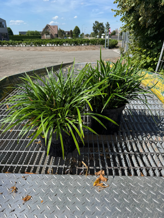 Liriope muscari 'Ingwersen' - Leliegras XXL