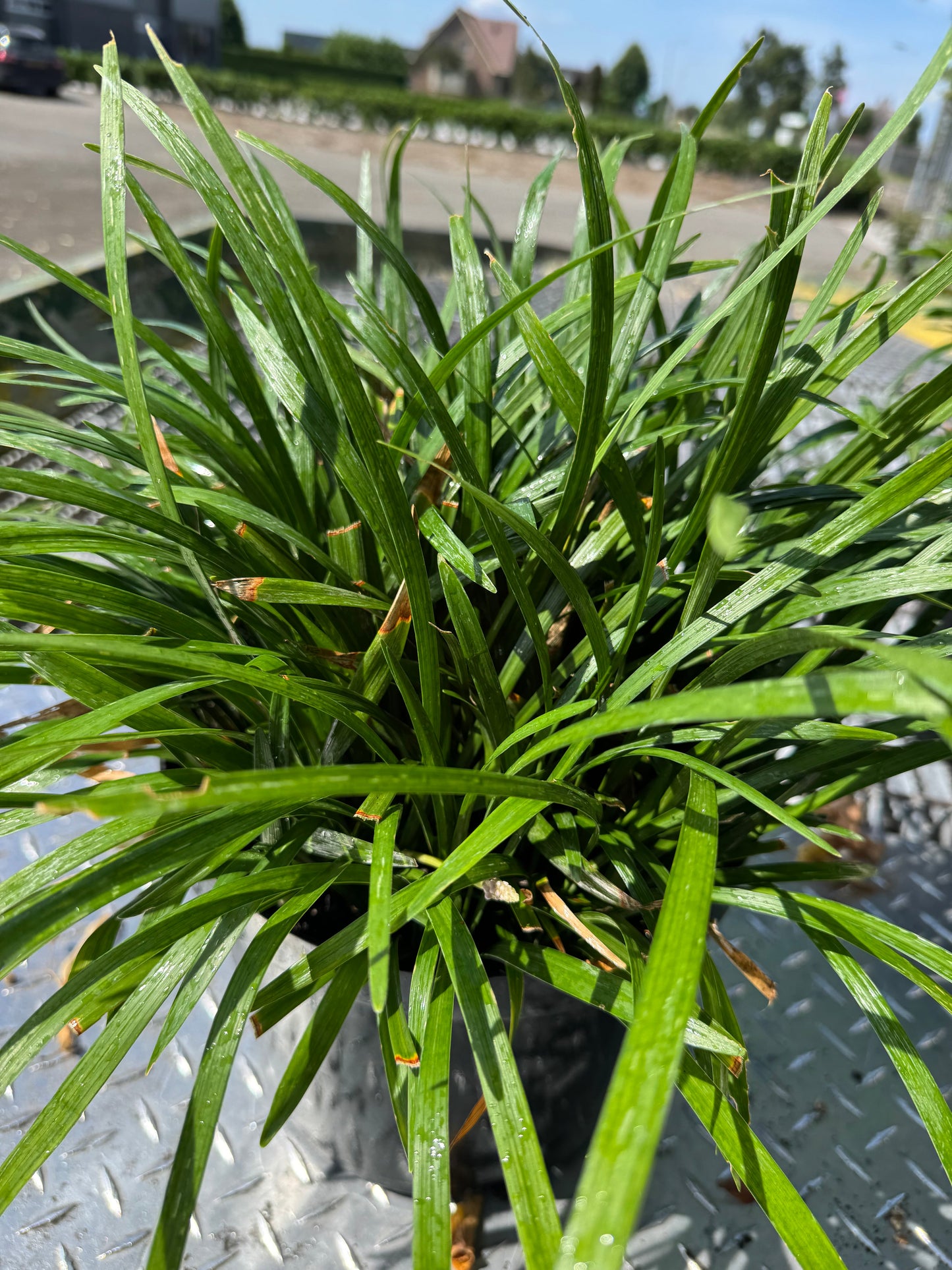 Liriope muscari 'Ingwersen' - Leliegras XXL