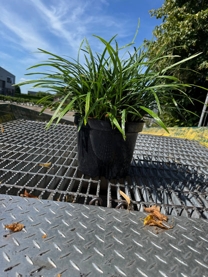Liriope muscari 'Ingwersen' - Leliegras XXL