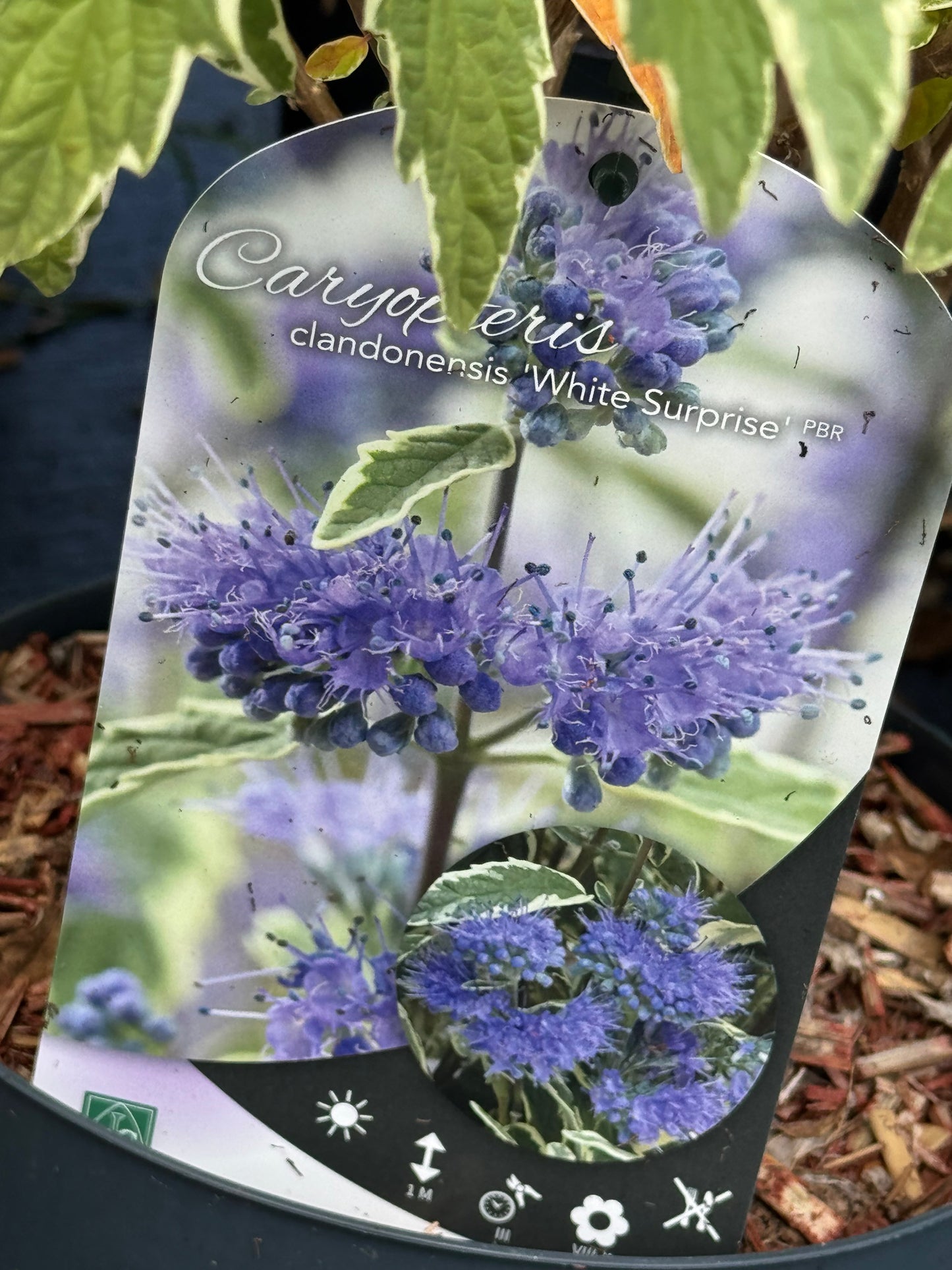 Caryopteris clandonensis ‘White Surprise’ – Blauwbaard